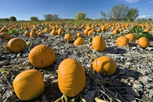 Vegetable Garden Images Imprime: Field of pumpkins