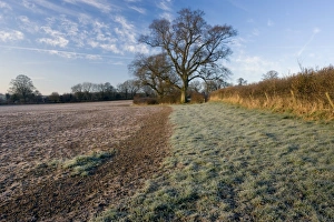 Devon Landscape Imprime: Field and trees at dawn, Devon