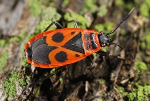 Firebug Insect Imprime: Firebug