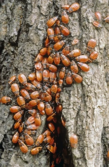 Poland Nature Photography Imprime: Firebugs