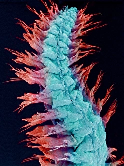 Polychaete Worms Imprime: Fireworm, SEM