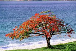 Royal Poinciana Tree Imprime: Flamboyant tree