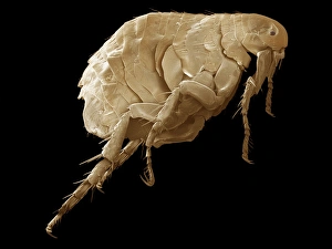 Blood Feeding Insects Imprime: Flea, SEM