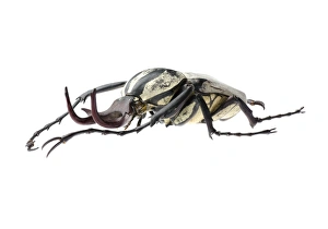 Beetle Images Imprime: Flower beetle