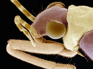 Compound Eyes Insect Imprime: Flower bug, SEM