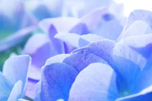 Flor Imprime: Hidrángano de Macrofilo (Hydrangea macrophylla)