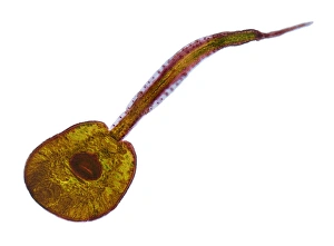 Light Micrograph Images Imprime: Fluke larva, light micrograph