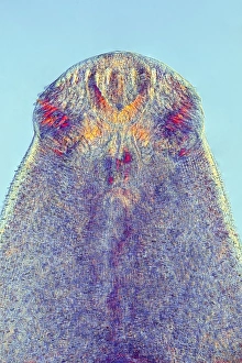 Light Micrograph Images Imprime: Fluke worm, light micrograph