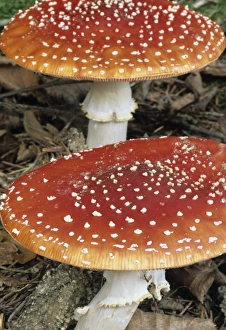 Toxic Mushrooms Imprime: Fly Agaric