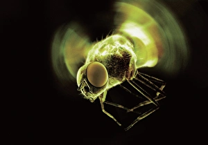 Compound Eye Insect Imprime: Fly in flight, computer artwork