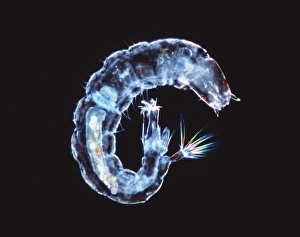 Impresiones de Larva voladora. Micrografía de luz del lago, la larva acuática no identificada de una mosca (orden Dipótera), iluminación campo oscuro. Aumento desconocido Imágenes de mayo de 2001: Larva de vuelo, imagen micrográfica ligera