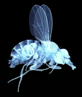 Compound Eye Structure Imprime: Fly, light micrograph