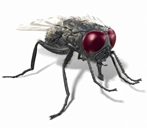Invertebrate Animal Pictures Imprime: Fly