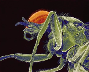 Compound Eye Anatomy Imprime: Fly, SEM