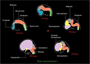 Imágenes fechadas el 1 de febrero de 2011: Desarrollo cerebral fetal, arte