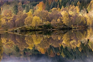 Birch Tree Reflection Imprime: Forest reflected in a loch