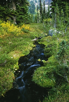 Forest Scenery Photos Imprime: Forest stream