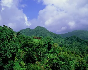 Imágenes de julio de 2004: Los bosques de Granada