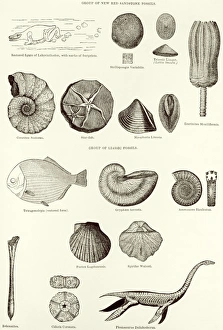Historical Science Illustrations Imprime: Fossils