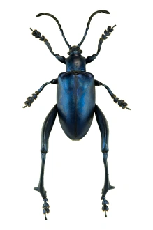 Insect Anatomy Imprime: Frog beetle