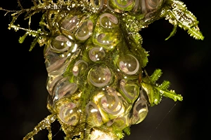 Impresiones de Los huevos de la rana. Como todos los anfibios, las ranas requieren agua para su etapa reproductiva. Los huevos vistos aquí se colocan sobre o cerca del fuente de agua Imágenes fechadas en diciembre de 2012: Huevos de rana