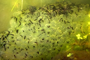 Imágenes de agosto de 2006: Huevos de ranas