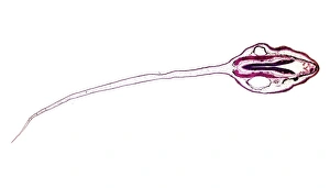 Light Microscopy Images Imprime: Frog tadpole, light micrograph