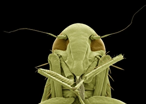 Insect Mouthparts SEM Imprime: Froghopper, SEM