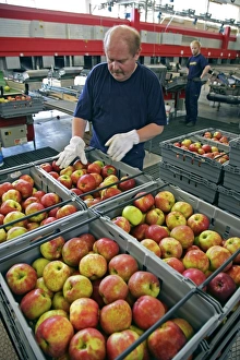 Impresiones de Distribución de frutas - El empaque clasifica manzanas para distribución - Se fotografió en Kivuk, Suecia Imágenes de junio de 2007: Distribución de frutas