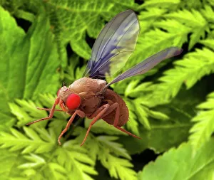 SEM Imprime: Mosca fruticola, SEM