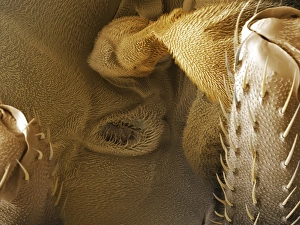 Impresiones de La abertura respiratoria (spiráculo) de la mosca fruta (Drosophila melanogaster). Micrografía electrónica escaneada coloreada del spiráculo (poro aéreo) de un hembra de la mosca fruta Imágenes de octubre de 2008: El ojo de la mosca fruticola espiráculo, SEM