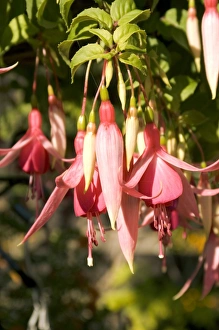 Exotic Flowers Imprime: Fuchsia Cascade
