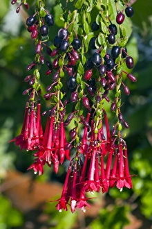 Tropical Plant Images Imprime: Fuchsia sp