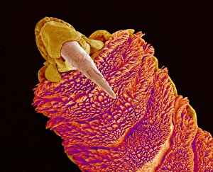 Impresiones de El dedo del gecko: micrografía de escaneo electrónico colorida (SEM) de un género (familia Gekkonidae) Imágenes de marzo de 2007: Pies de gecko, SEM