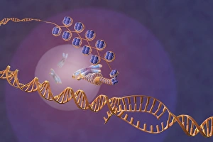 Impresiones de La expresión de genes. Artes visual del computador que muestra el proceso de transcripción, la primera etapa o expresión genética Imágenes fechadas en diciembre de 2012: Expresión genética, arte