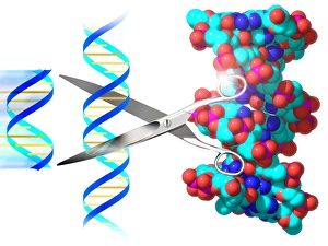 DNA Double Helix Imprime: Genetic engineering