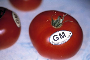 Imágenes fechadas el 12 de marzo de 2003: Tomatos modificados genéticamente