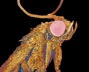 Compound Eyes Insect Imprime: Geometer moth, SEM