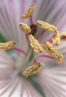 Geranium Flower Imprime: Geranium flower