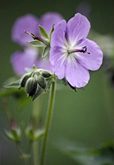 Red Geraniums Imprime: Geranium (Geranium eriostemon)