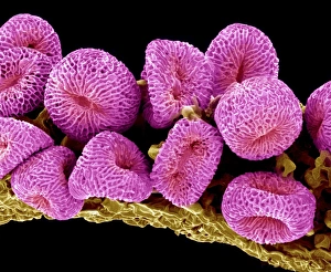 Scanning Electron Microscopy Images Imprime: Geranium pollen, SEM