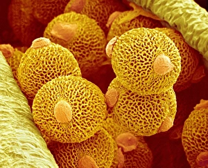 Impresiones de El polen de Geranio. Micrografia escaneada coloreada del poleno (naranja) sobre el androceo (amarillo) de una flor de geranio (Geranium sp.) Imágenes de octubre de 2008: Pollen de geranio, SEM