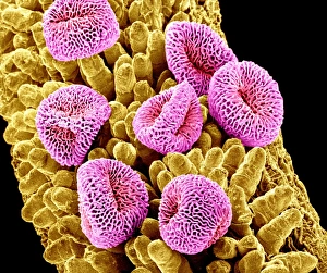 Scanning Electron Micrograph Of Pollen Imprime: Geranium pollen, SEM C015 / 9155