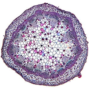 Impresiones de El tallo de geranio. Micrografía con luz de un corte transversal por una rama joven del geranio (Pelargonium sp.) planta Imágenes fechadas en enero de 2012: Estamento del geranio, micrografía de luz fina