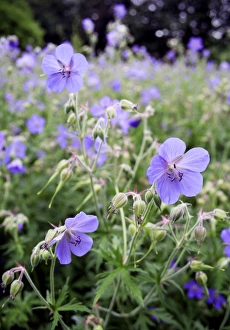 Garden Plants Imprime: Geraniums