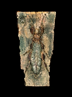 Insect Camouflage Techniques Imprime: Ghost insect
