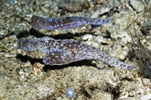 Reef Dwelling Fish Imprime: Ghost pipefish