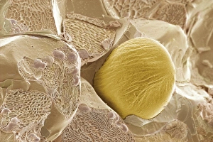 Scanning Electron Micrograph Imprime: Ginger, SEM