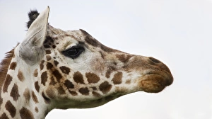 Ugandan Wildlife Imprime: Giraffe