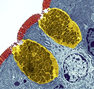 Impresiones de Células gobletos. Micrografia de transmisión electrónica colorea (TEM) de una sección por medio de las células goblet en la pared del intestino pequeño, parte del tracto digestivo Imágenes de junio de 2005: Celdas copa